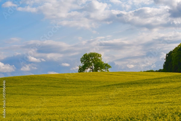 Fototapeta Lonely tree in a canola field
