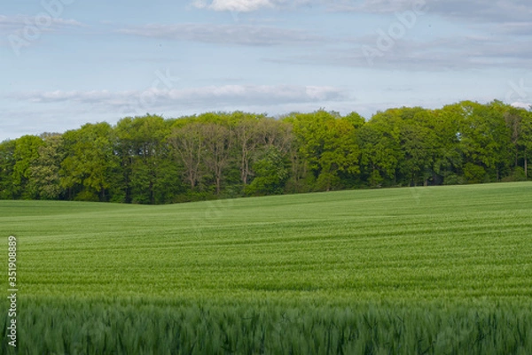 Fototapeta green field and trees