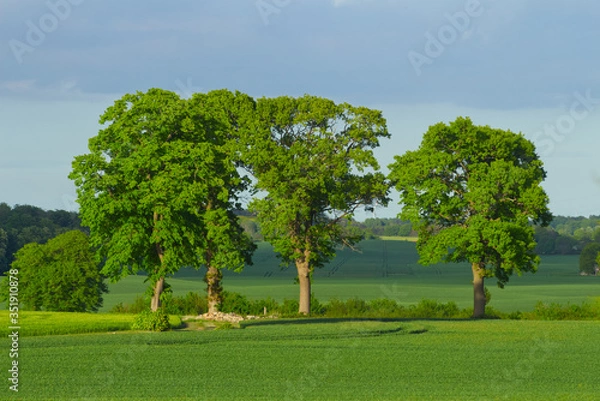Fototapeta Four trees in the wheat field