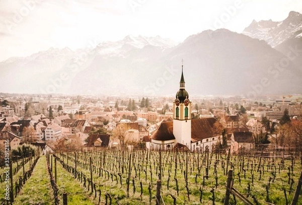 Obraz Altdorf Vineyard
