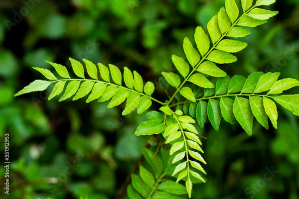 Obraz curry leaves. Bunch of fresh Indian curry leaves. Curry leaf. Very popular used for cooking in South India.