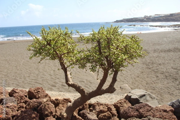 Obraz Gewächs von Cran Canaria