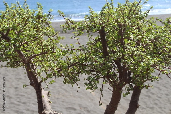 Obraz Gewächs von Cran Canaria