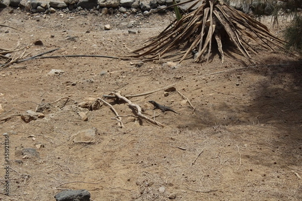 Obraz Kanaren-Eidechse