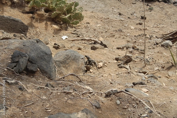 Obraz Kanaren-Eidechse