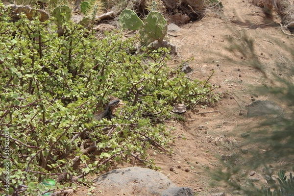 Obraz Kanaren-Eidechse