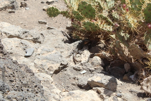 Obraz Kanaren-Eidechse