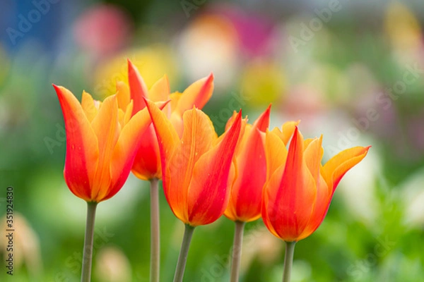 Fototapeta チューリップの音色