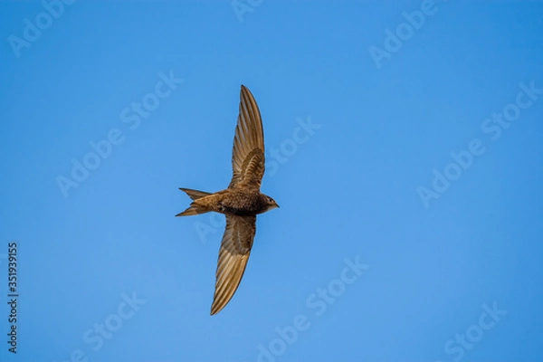 Fototapeta Pallid Swift, (Apus pallidus) bird in the natural habitat.