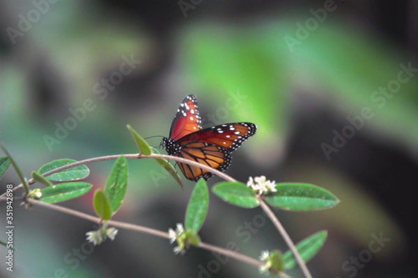Obraz butterfly on leaf