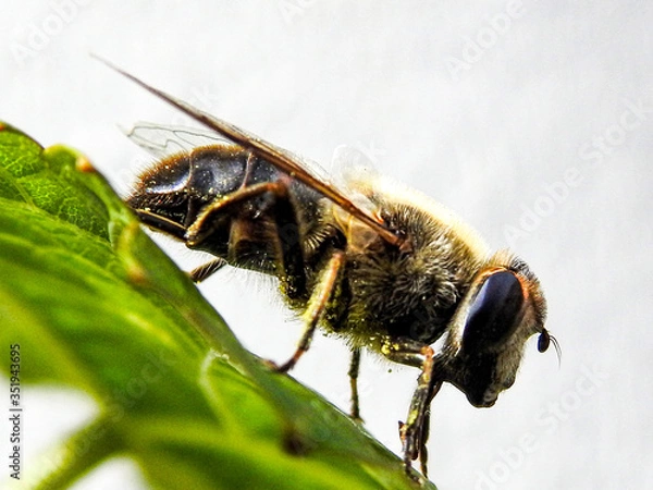 Fototapeta Abeille macro (8)