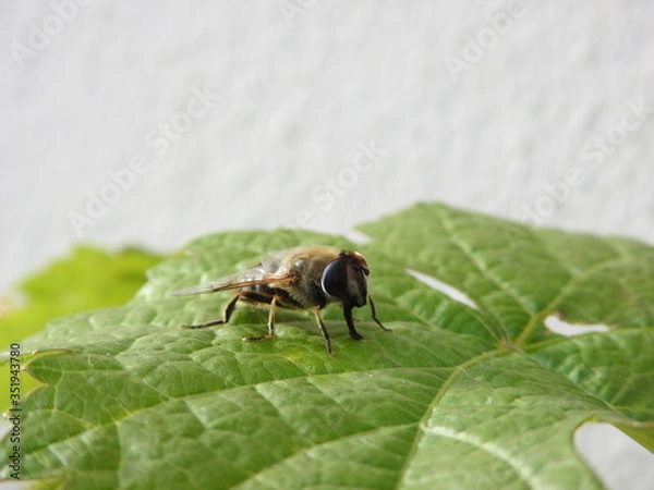 Fototapeta Abeille macro (3)