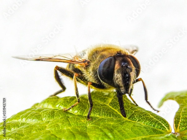 Fototapeta Abeille macro (2)