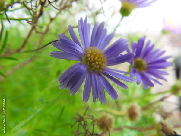 Fototapeta Fleur mauve
