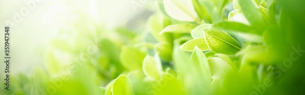 Fototapeta Amazing nature view of green leaf on blurred greenery background in garden and sunlight with copy space using as background natural green plants landscape, ecology, fresh wallpaper concept.