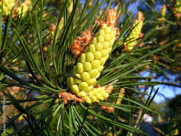 Obraz Kwiatostan sosny