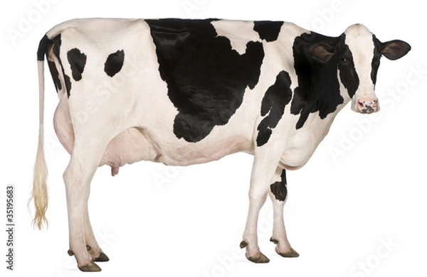 Fototapeta Krowa Holstein, 5 lat, stojąca przed białym tle