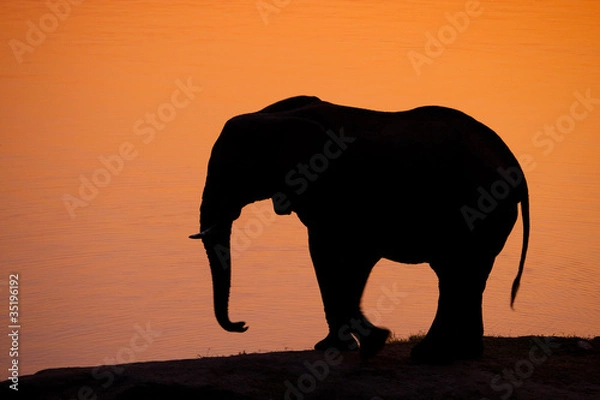 Obraz Elephant silhouette
