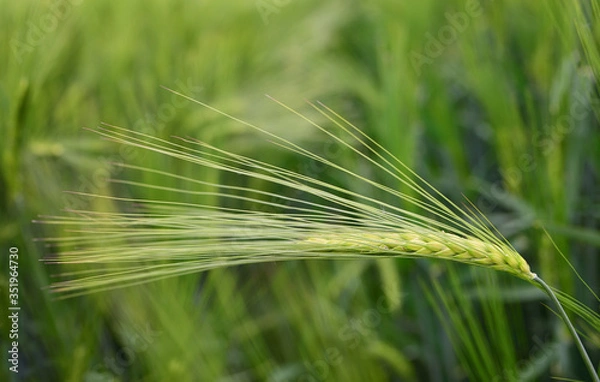 Fototapeta Close-up of a green immature ear of barley, in front of a grain field as a background