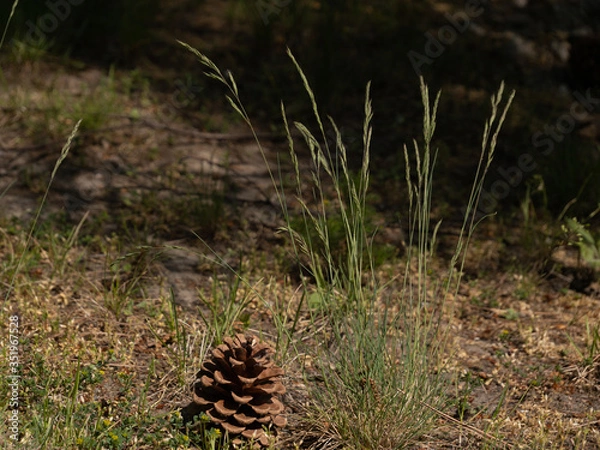 Fototapeta Wild flower, grass, fir cone, cone close up on a nature background. Spruce grass and cone in the forest.