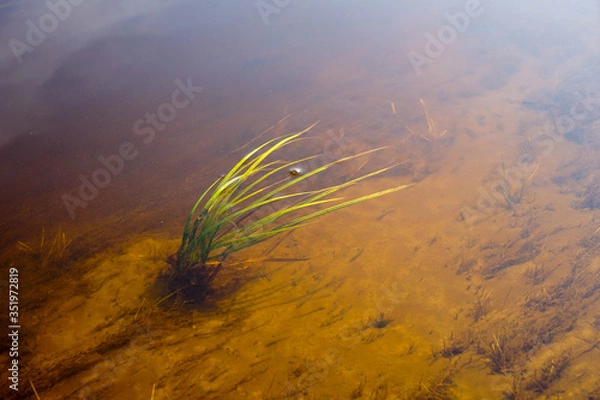 Obraz grass in water