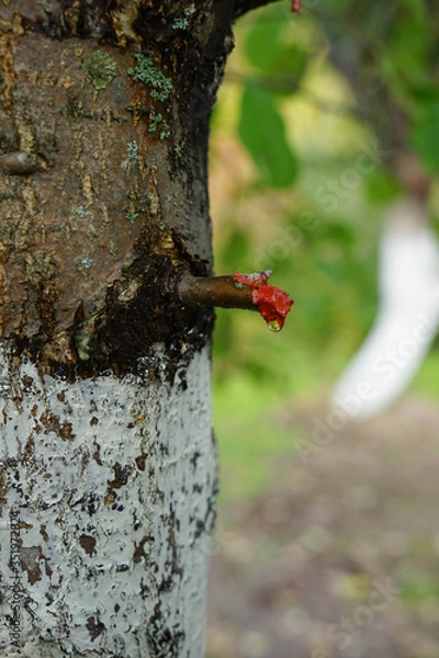 Obraz red branch on a tree