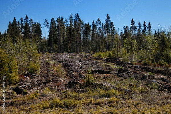 Fototapeta Pine forest in spring