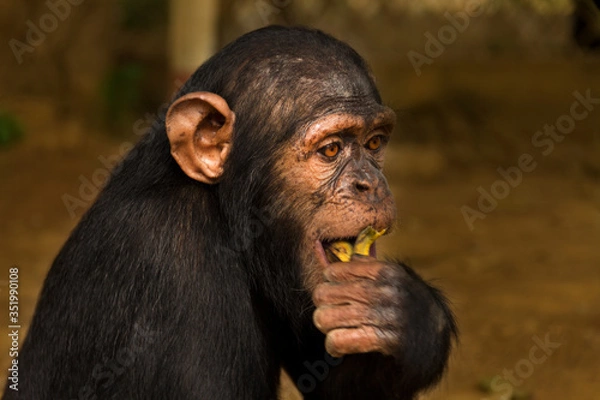 Obraz A chimpanzee eats a banana
