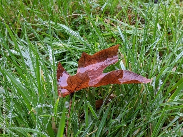 Fototapeta wet leaf in the center of dew drop covered blades of grass on a rainy day