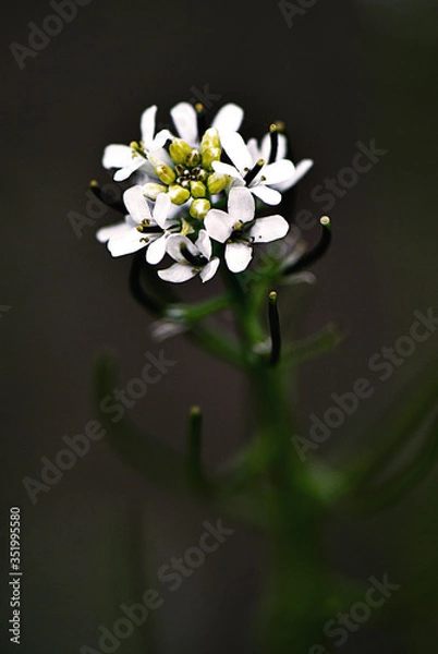 Obraz white flowers on black background