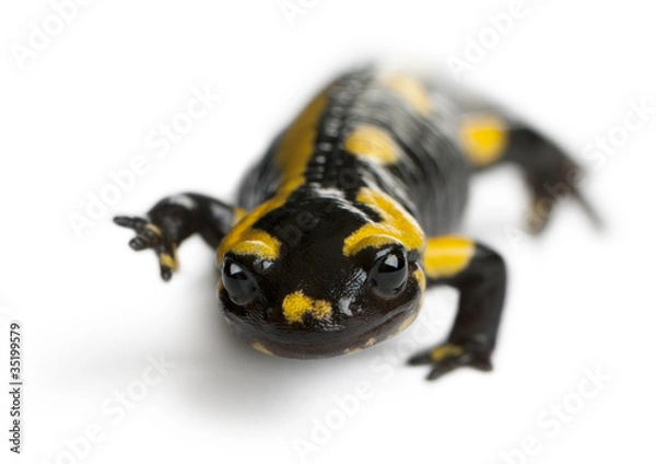 Fototapeta Fire salamander, Salamandra salamandra