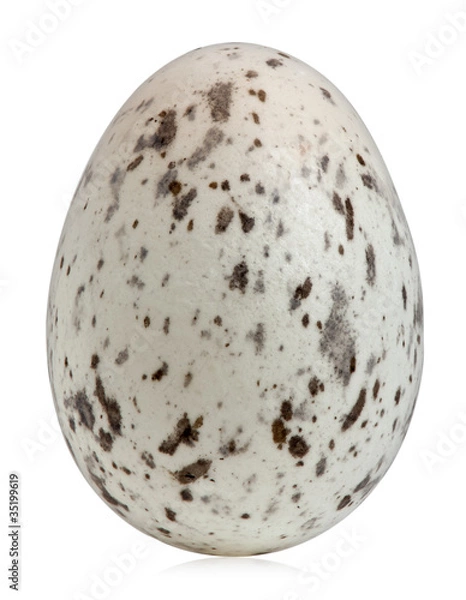 Obraz House Sparrow egg, Passer domesticus