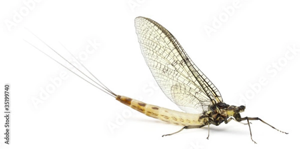 Obraz Mayfly, Ephemera Danica, przed białym tłem