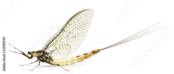 Obraz Mayfly, Ephemera danica, przed białym tle