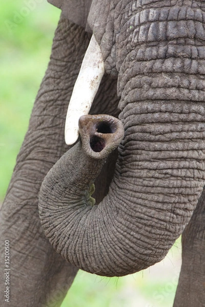 Obraz Elephant trunk