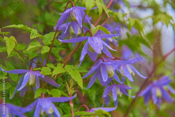 Obraz Clematis macropetala 'Blue Bird'.Soft selective focus. Post card.