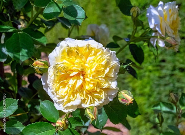 Obraz Rosa Alberic Barbier in British park - London, UK