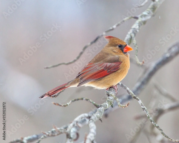 Obraz Winter cardinal