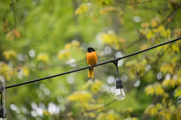 Fototapeta Oriole on a Wire