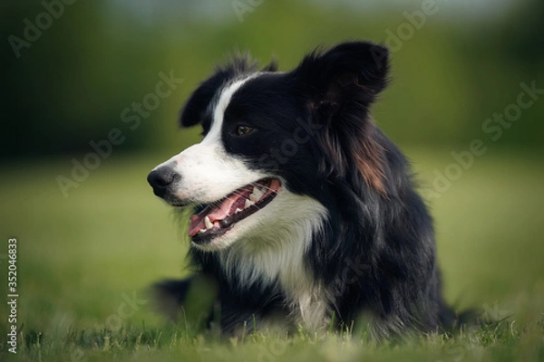 Obraz Dog resting on the grass