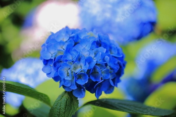 Obraz 公園に咲く紫陽花