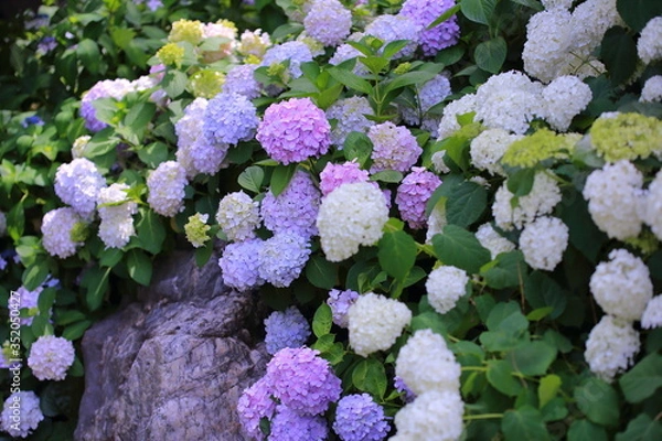 Obraz 公園に咲く紫陽花