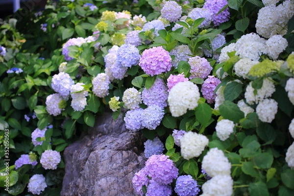 Obraz 公園に咲く紫陽花