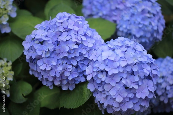 Obraz 公園に咲く紫陽花