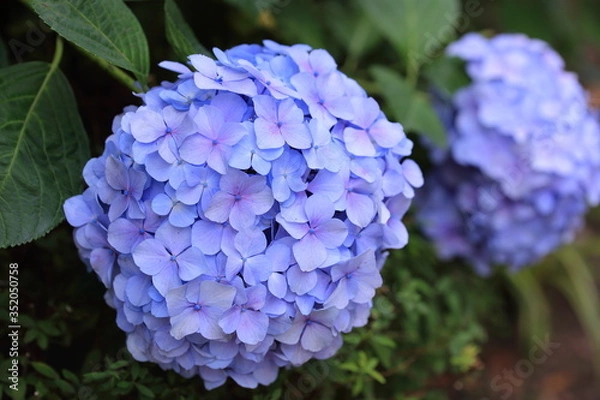 Obraz 公園に咲く紫陽花