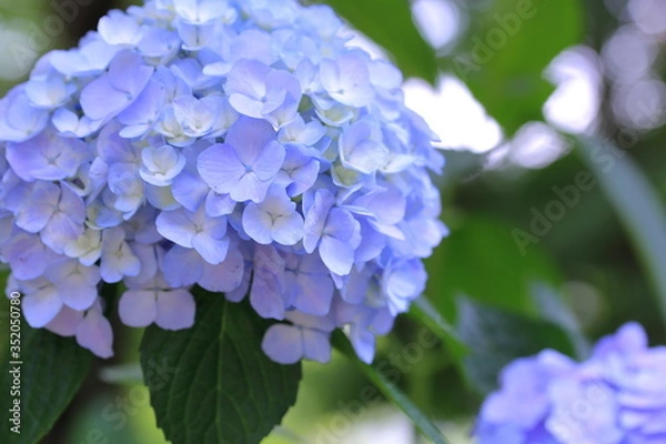 Obraz 公園に咲く紫陽花