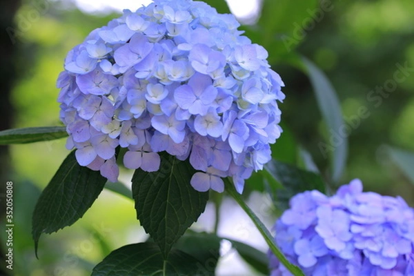 Obraz 公園に咲く紫陽花