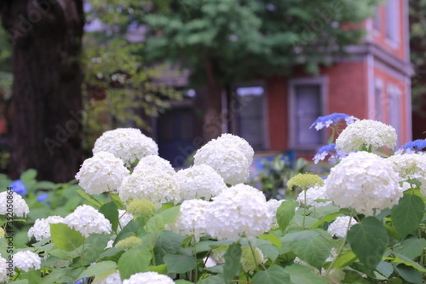 Obraz 公園に咲く紫陽花