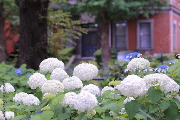 Obraz 公園に咲く紫陽花