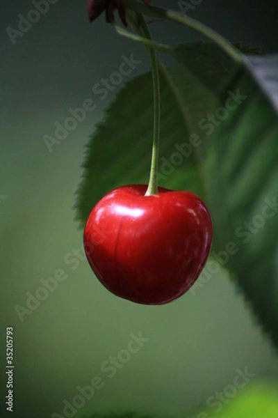 Obraz Kirsche